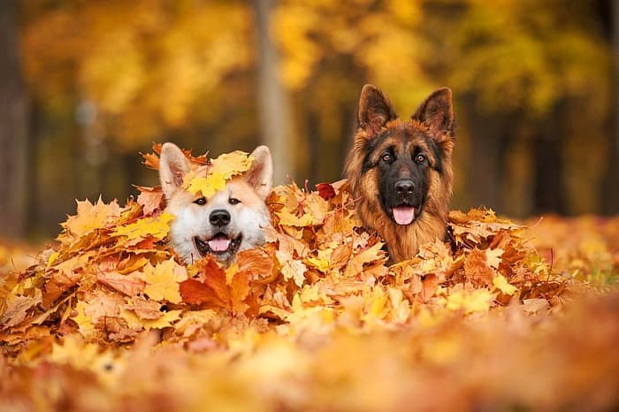 Herbstwoche mit Hund im Zillertal - travel4dogs
