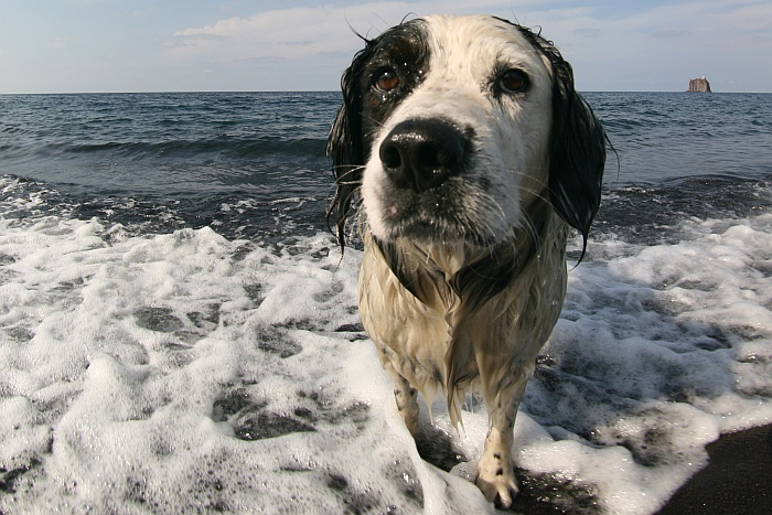 Wattwandern mit Hund: Hund im Wasser