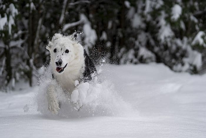 8 Tage Winterurlaub mit Hund im Zillertal 2022 - travel4dogs