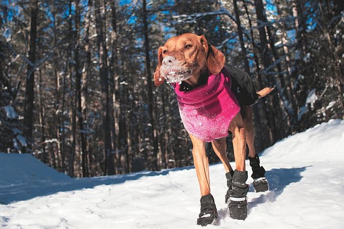 Schneeschuhwandern mit Hund - Geführte Gruppenreise mit Schneeschuhwandertouren - travel4dogs