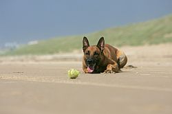 Hunde am Strand von Belgien